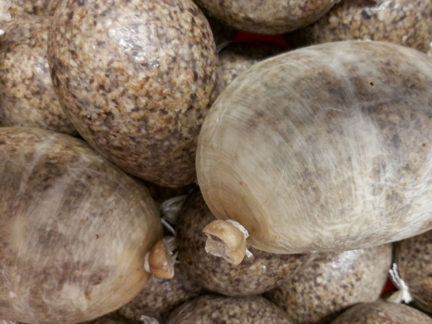 Haggis