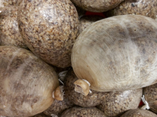 Haggis